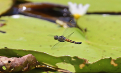 Brachydiplax denticauda