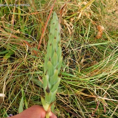 Dichromanthus michuacanus