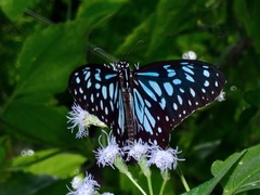 Tirumala hamata orientalis