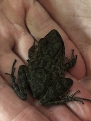 Pristimantis skydmainos