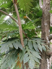 Artocarpus