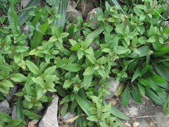 Veronica umbrosa