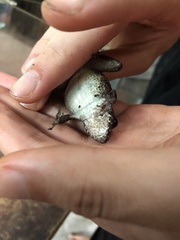 Pristimantis skydmainos