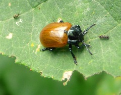 Chrysomela populi