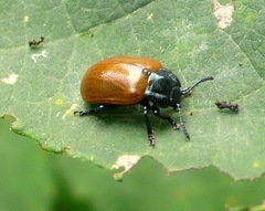 Chrysomela populi