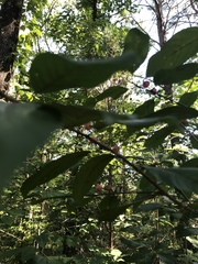 Frangula caroliniana