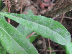 Golovinomyces cichoracearum