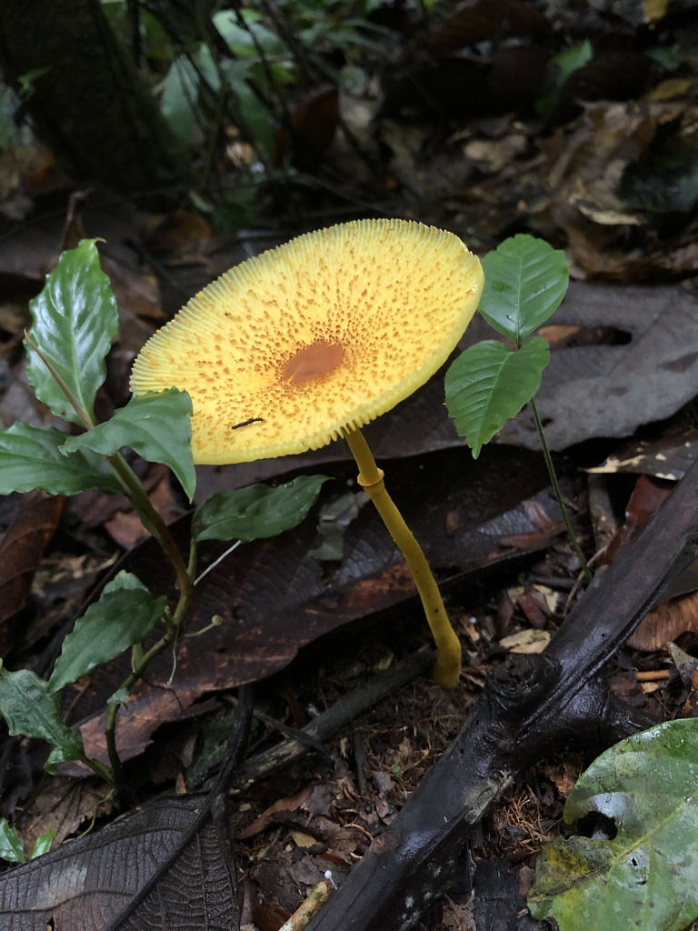 Leucocoprinus brunneoluteus · December 2019 · photo: © blazeclaw (iNaturalist, cc-by)