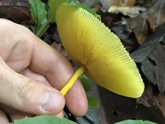 Leucocoprinus brunneoluteus