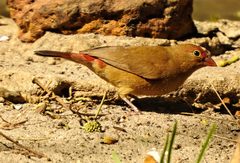 Lagonosticta senegala