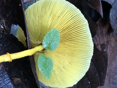 Leucocoprinus brunneoluteus