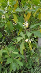 Solanum donianum