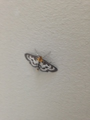 Anania hortulata