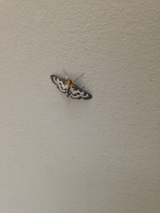 Anania hortulata