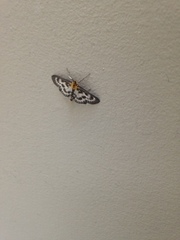 Anania hortulata