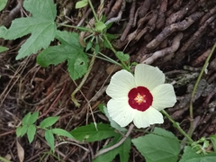 Hibiscus surattensis