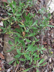 Helminthotheca echioides