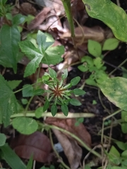 Hibiscus surattensis