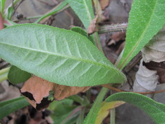 Helminthotheca echioides