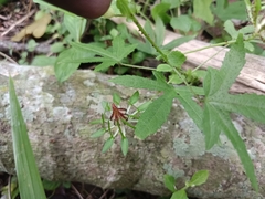 Hibiscus surattensis