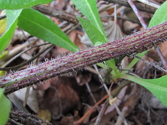 Helminthotheca echioides