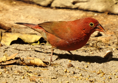 Lagonosticta senegala