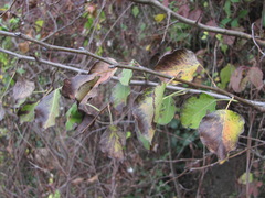 Pyrus communis caucasica