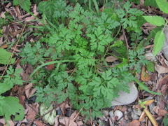 Geranium purpureum