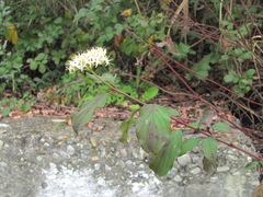 Cornus sanguinea australis