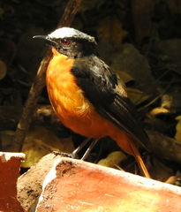 Cossypha albicapillus