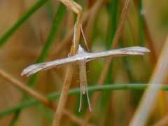 Stenoptilia