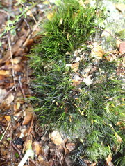 Dicranoloma menziesii