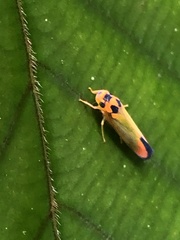 Soosiulus flammidulus