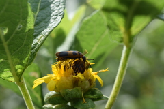 Euphoria subtomentosa