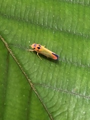 Soosiulus flammidulus