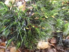 Dicranoloma menziesii