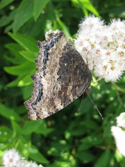 Nymphalis xanthomelas