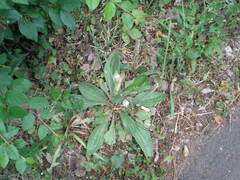 Plantago urvillei