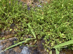 Ranunculus amphitrichus