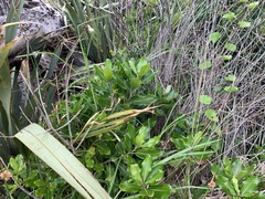 Planchonella costata