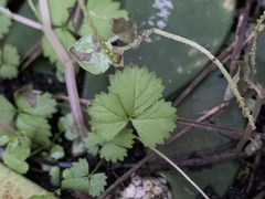 Potentilla hebiichigo