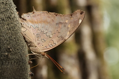 Historis acheronta