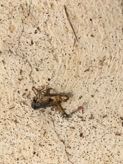 Eyprepocnemis plorans