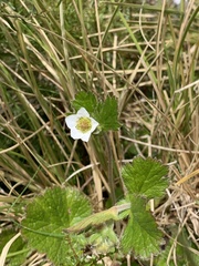 Geum cockaynei
