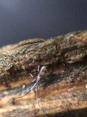 Paronellidae