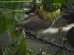 Acrocephalus stentoreus