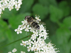 Leucozona laternaria