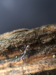 Paronellidae
