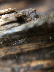 Paronellidae