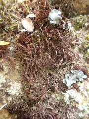 Andreaea